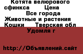 Котята велюрового сфинкса. .. › Цена ­ 15 000 - Все города Животные и растения » Кошки   . Тверская обл.,Удомля г.
